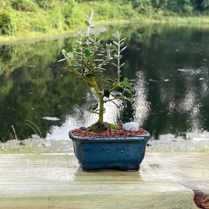 Olive Bonsai Tree with Live Moss  - 3 Year Old Bonsai - Imported from Greece