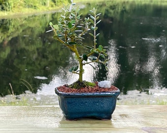 Olive Bonsai Tree with Live Moss  - 3 Year Old Bonsai - Imported from Greece