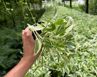 May include: A hand holding a potted plant with variegated leaves. The plant has green and white leaves and is growing in a black pot. The plant is surrounded by other plants with similar leaves.