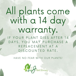 Pode incluir: Gr&aacute;fico verde e branco com texto que diz "Todas as plantas v&ecirc;m com uma garantia de 14 dias". Texto adicional explica os detalhes da garantia. A imagem inclui um logotipo para L & J Plant Nursery e folhas verdes decorativas.