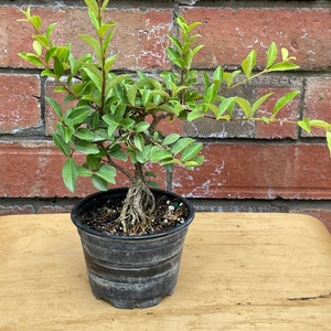 Live Plants, Weeping Willow, Barbados Cherry, Indoor Bonsai Tree, Age 5