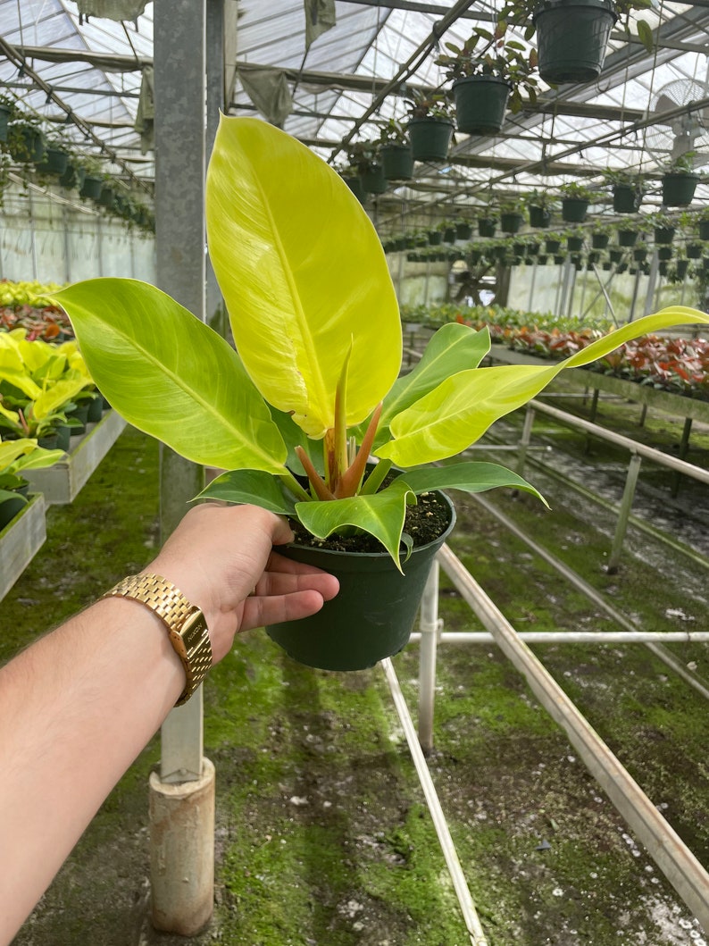 LJPlantNursery Philodendron Moonlight