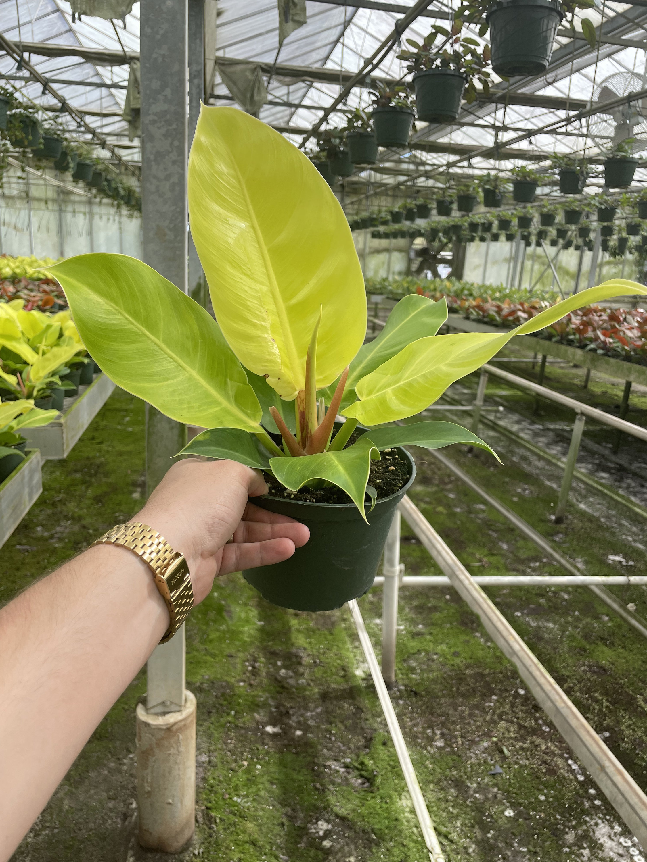 philodendron pink princess variegata 4” Philodendron 'Pink Princess' (marble) – Canopy Plant Co main image 0
