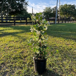 Premium Trachelospermum jasminoides Fragrant Jasmine Plant for Sale 1 Gallon Pot Blooming Flowers image 3