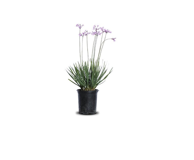 LJPlantNursery Society Garlic