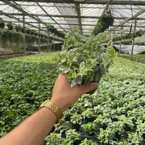 May include: A small potted plant with variegated green and white leaves. The plant is being held by a hand wearing a gold watch.