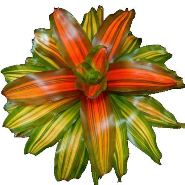 Orange Crush Bromeliad - Tropical Elegance in a 6" Pot - Vibrant Plant