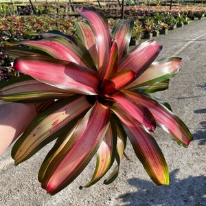 Bromeliad Fancy in 6&quot; Pot – Exotic Tropical Plant for Indoors & Outdoors (Free Shipping on Orders 35 Dollars and Up)