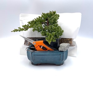 Bonsai Kit with Juniper Nana, Ceramic Pot, and Shears – Complete Starter Set