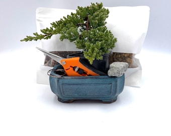 Bonsai Kit with Juniper Nana, Ceramic Pot, and Shears – Complete Starter Set
