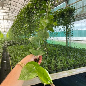 Extra Long Jade Pothos In an 8” Hanging Basket - 2 Feet to 9 Feet Vines (Extra Large Leaves)