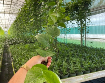 Extra Long Jade Pothos In an 8” Hanging Basket - 2 Feet to 9 Feet Vines