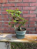Fukien Tea Bonsai Tree | Pre-Styled | Imported from Taiwan