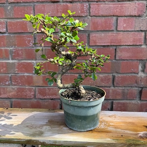 Fukien Tea Bonsai Tree | Pre-Styled | Imported from Taiwan