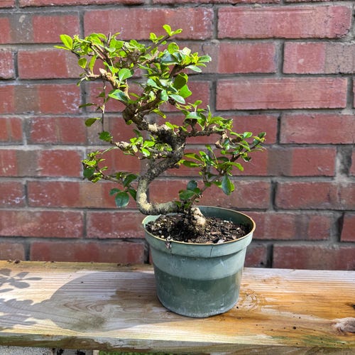 bonsai z Bonsai Rododendron 'Matsunami' main image 0
