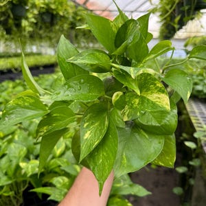May include: A bunch of variegated green and yellow leaves of a potted plant. The leaves are heart-shaped and have a glossy finish.