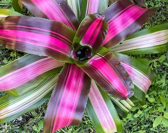 Wolf Gang Bromeliad - Fully Rooted 6'' Plant - Potted Bromeliad - Purple and Green Bromeliad