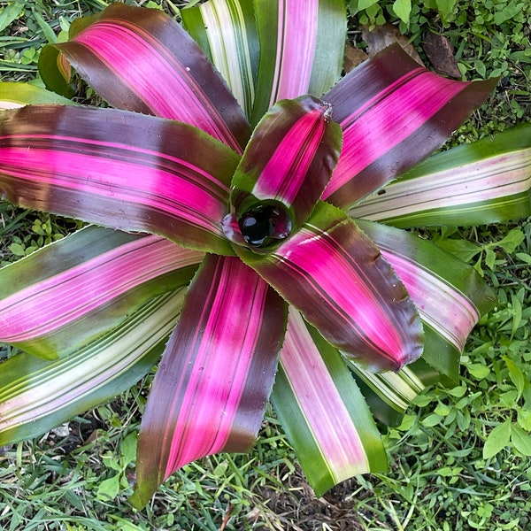 Wolf Gang Bromeliad - Fully Rooted 6'' Plant - Potted Bromeliad - Purple and Green Bromeliad