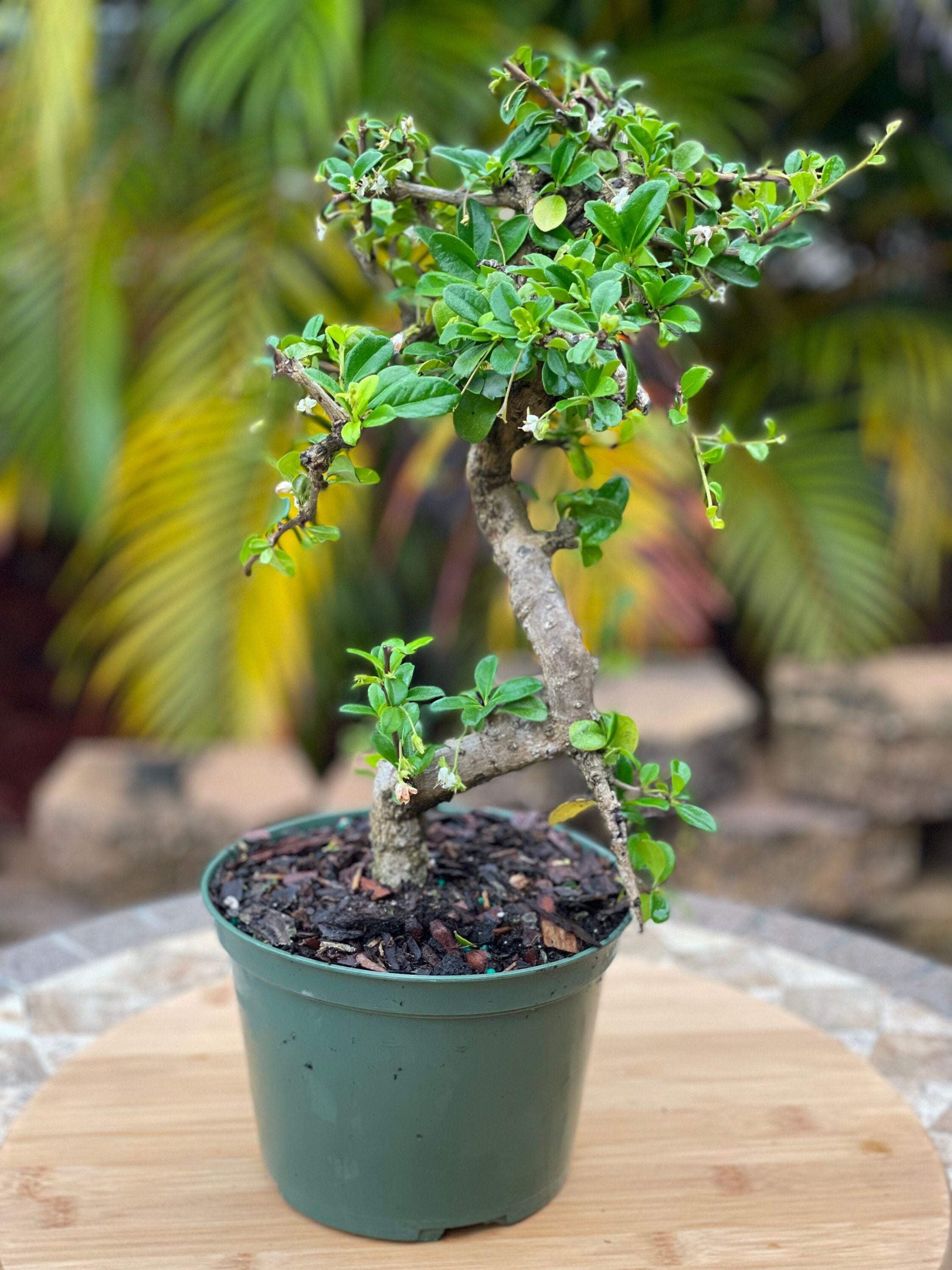 Imported Fukien Tea Bonsai Tree (8-10 Years) - Etsy