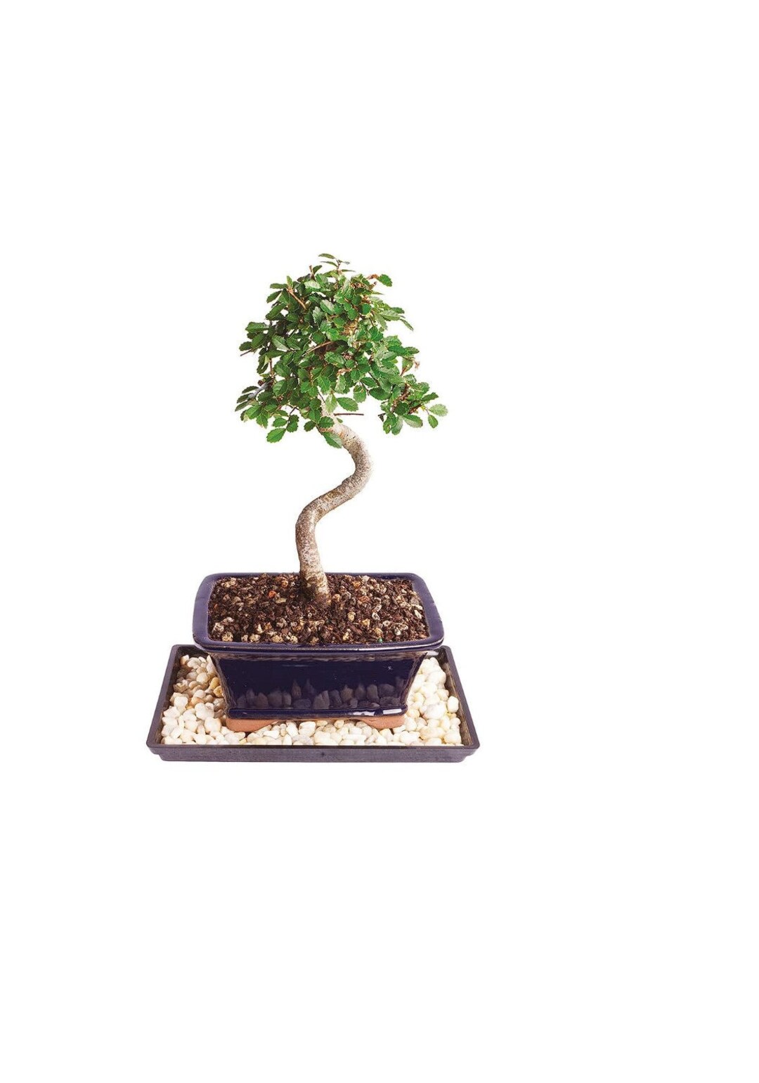 Chinese Elm Bonsai Tree With Humidity Tray and Decorative Pebbles 13'' Tall Free Shipping