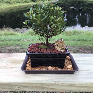 May include: A small green bonsai tree in a black pot with red lava rock and moss. The pot is sitting on a brown tray with small rocks. The tree is in front of a pond with green grass and trees in the background.