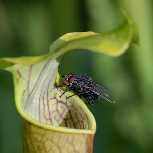 Pode incluir: Uma planta carn&iacute;vora, Sarracenia, em close-up com uma mosca. A planta &eacute; verde-claro com veias roxas. A mosca preta com olhos vermelhos est&aacute; pousada na borda. O fundo &eacute; verde desfocado.