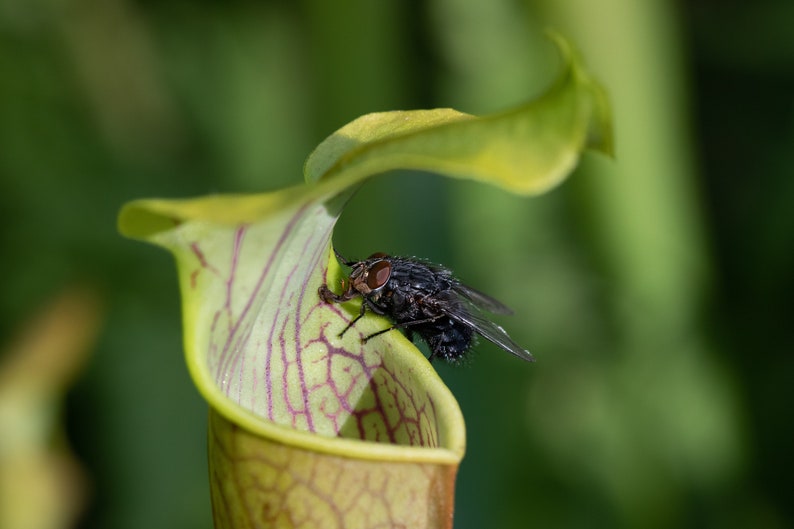 Pode incluir: Uma planta carn&iacute;vora, Sarracenia, em close-up com uma mosca. A planta &eacute; verde-claro com veias roxas. A mosca preta com olhos vermelhos est&aacute; pousada na borda. O fundo &eacute; verde desfocado.