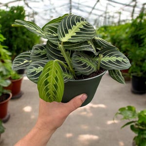 Lemon Maranta Prayer Plant - Easy Care Houseplant in 4” Pot