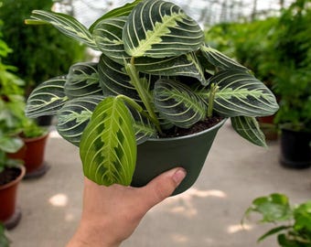 Lemon Maranta Prayer Plant - Easy Care Houseplant in 4” Pot