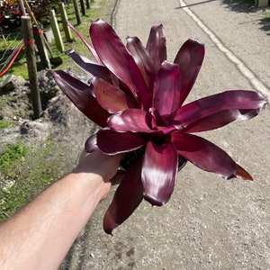 Bromeliad Vodoo - Big Purple Plant