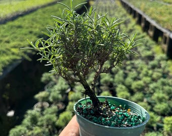 Pre-bonsai Rosemary Tree in a 4 Pot  Aromatic and Elegant - Etsy