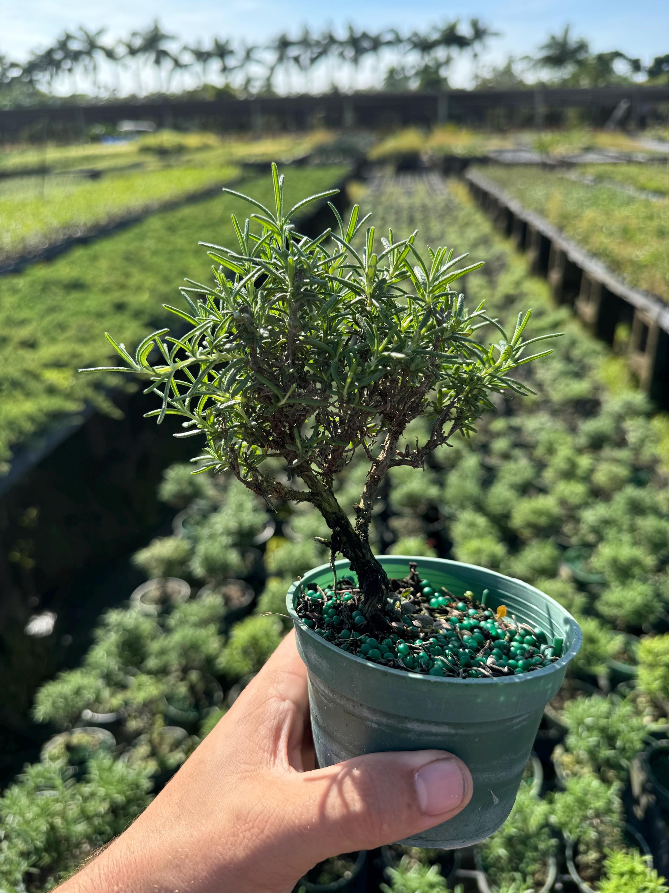 bonsai überwintern balkon Bonsai Dünger von Flora Boost main image 1