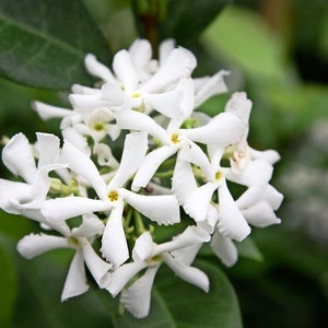 Elegant Trachelospermum jasminoides Vine
Fragrant Blooms of Trachelospermum jasminoides
Lush Green Foliage of Trachelospermum jasminoides
Vertical Gardening with Trachelospermum jasminoides
1 Gallon Pot of Trachelospermum jasminoides Plant