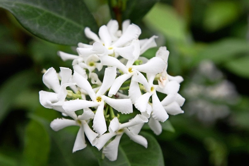 Fragrant Jasmine Plant: Trachelospermum Jasminoides