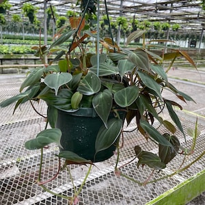 May include: A hanging plant with dark green, velvety leaves in a green pot. The plant is hanging from a metal hook in a greenhouse setting.