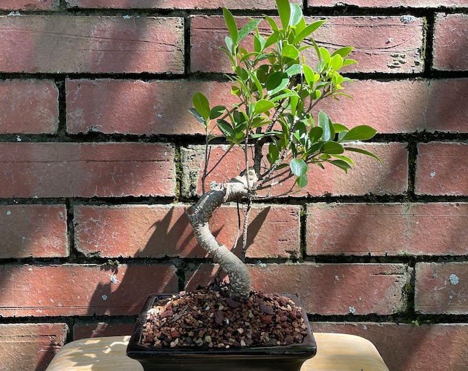 Unique Ficus Retusa Bonsai, Banyan Fig Bonsai, Indoor Bonsai, Live Bonsai Plant, Easy to Care