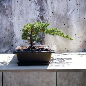May include: A small green juniper bonsai tree in a black rectangular planter. The bonsai is sitting on a light gray concrete surface.