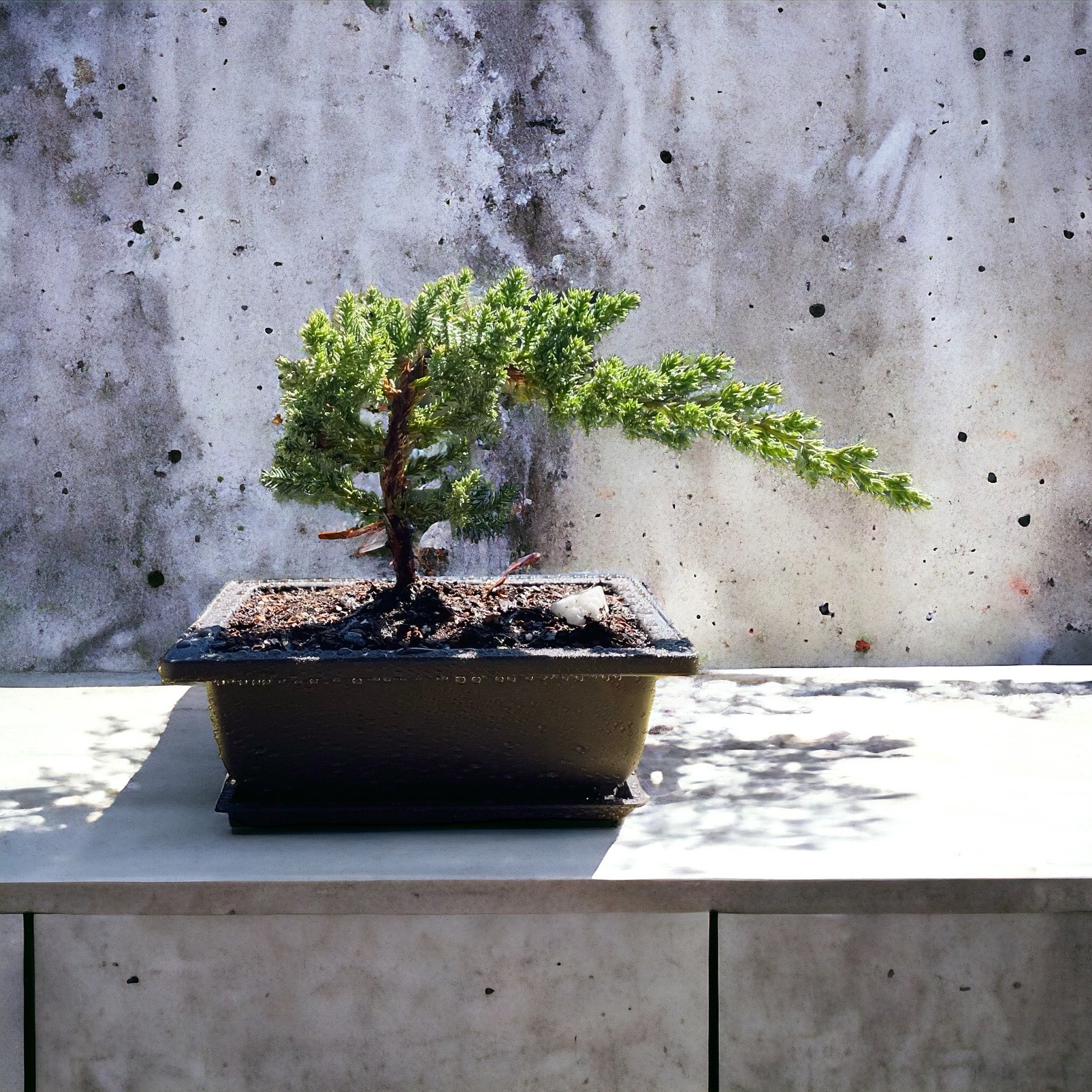 Juniper Bonsai Tree with Tray – Live Bonsai Gift for Gardeners – Mother’s Day Gift Idea – Outdoor Plant in 6” Pot