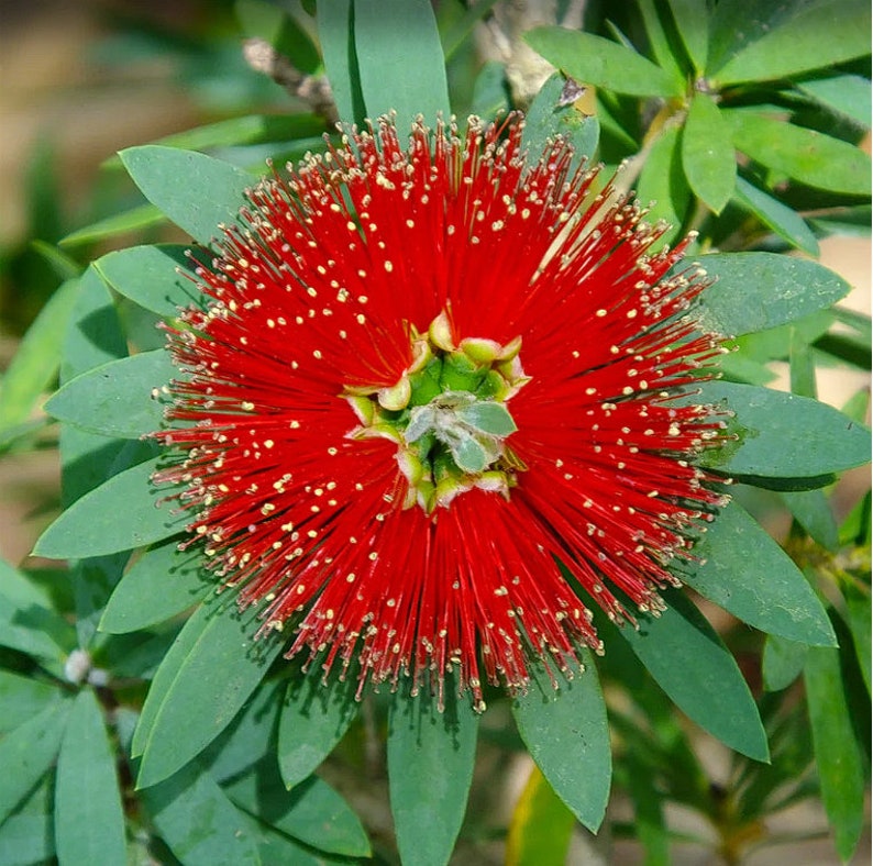 Callistemon Little John Bottlebrush