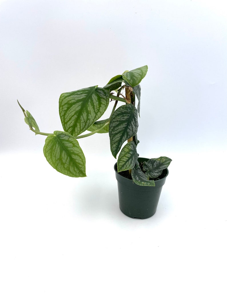 LJPlantNursery Monstera Dubia Plant