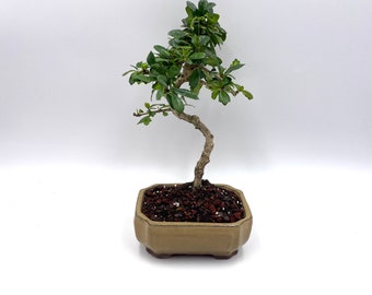 kurs bonsai Bonsai Grundkurs