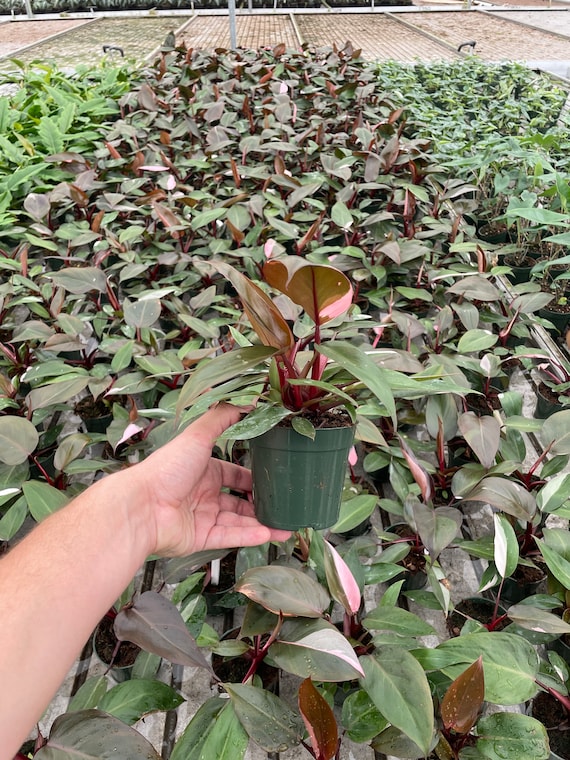 philodendron selloum xanadu 6