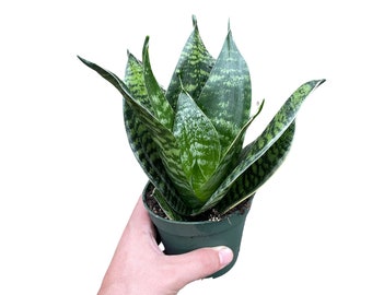 black robusta snake plant Sansevieria hahnii --Variegated Black Star Snake Plant main image 1