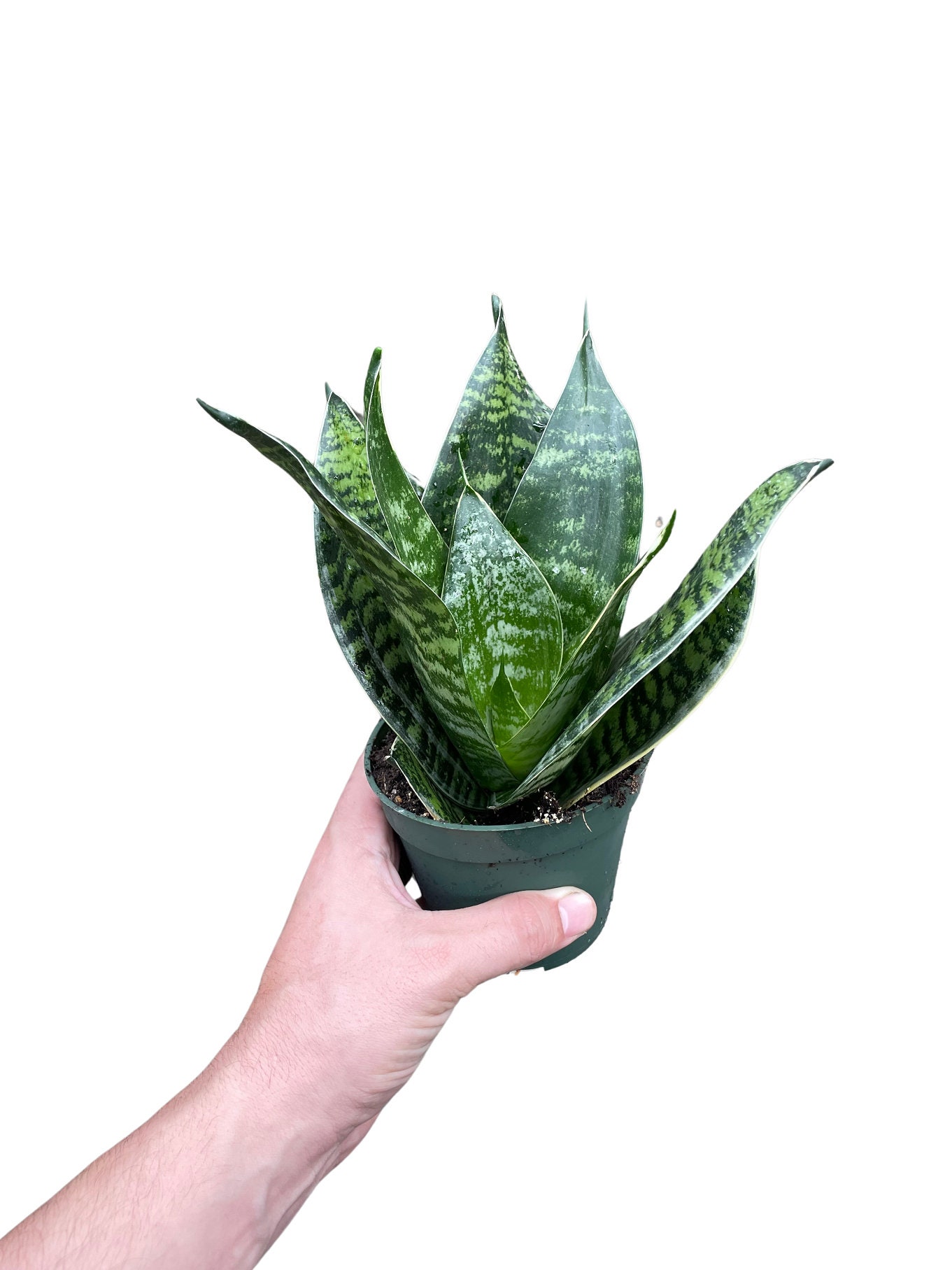 Silver Python Plant Sansevieria Trifasciata - Silver Snake Plant - 4'' Stater Plant ...