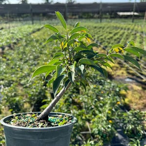 Live pre-bonsai ficus packaged for shipping with optional winter heat pack protection