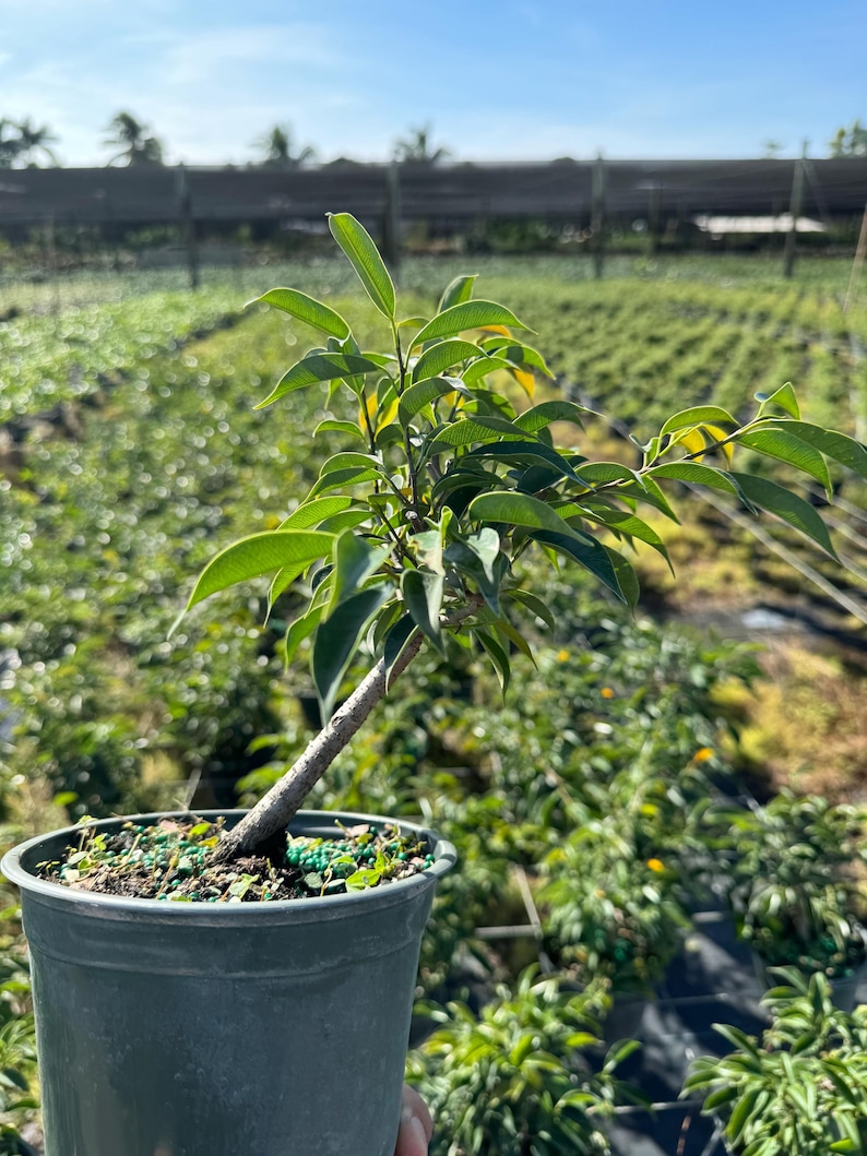 Live pre-bonsai ficus packaged for shipping with optional winter heat pack protection
