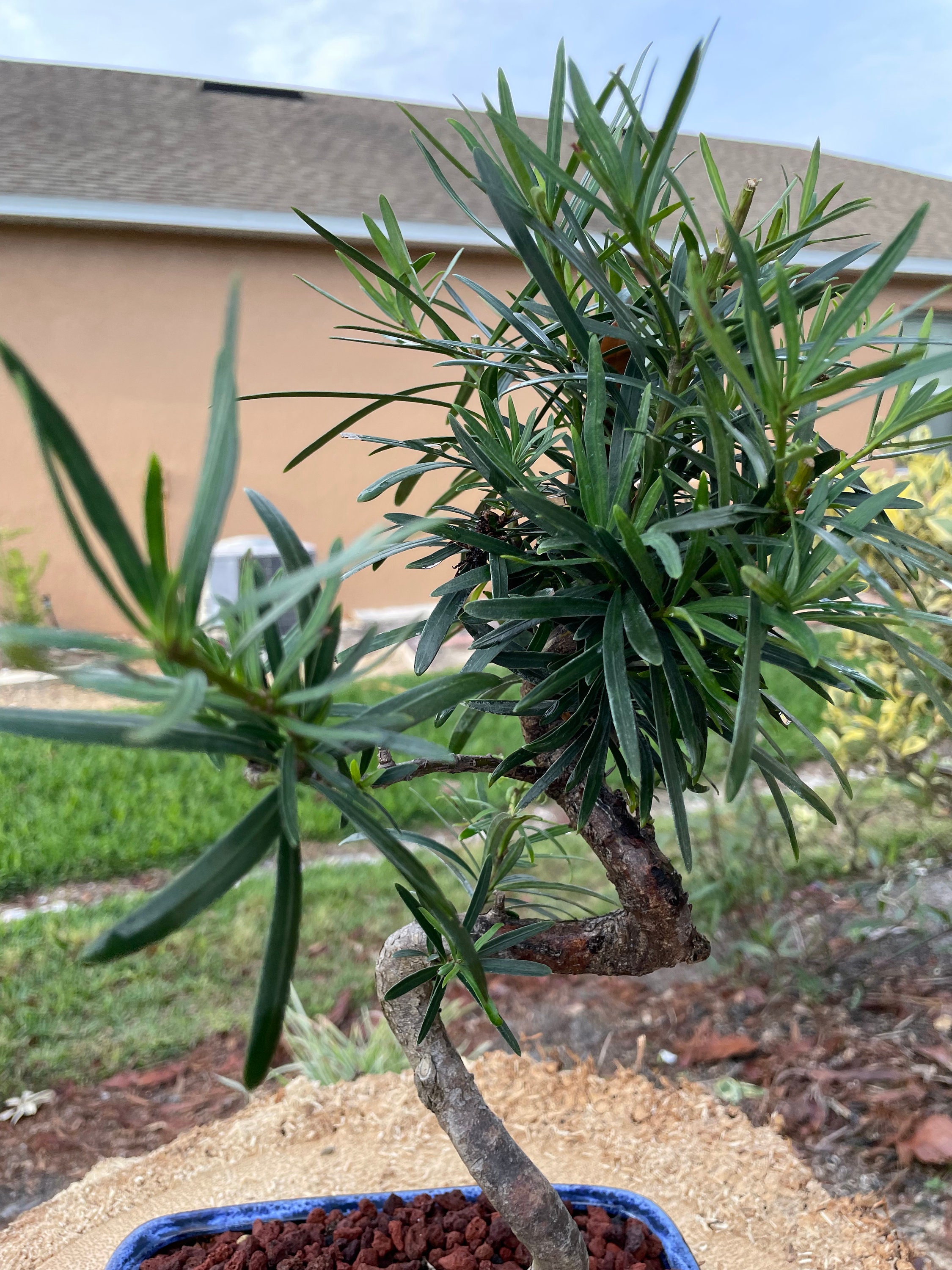 S-shaped Podocarpus Bonsai Tree: 10-year-old Plum Pine, 20'' Tall