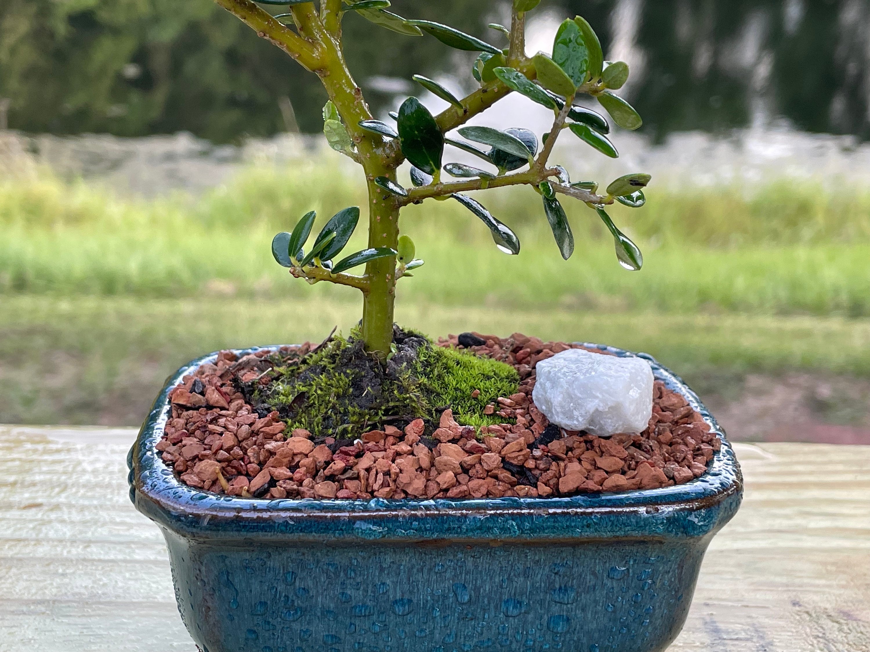 Olive Bonsai Tree With Live Moss - 3 Year Old Bonsai - Imported