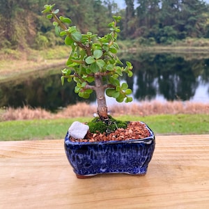 Dwarf Jade Bonsai Tree -Portulacaria afra - Live Moss and marble stone - Perfect Bonsai Gift For All Ages