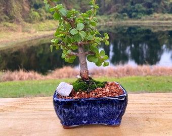 Bonsái de jade enano: musgo vivo y piedra de mármol en maceta de cerámica de 10 cm.
